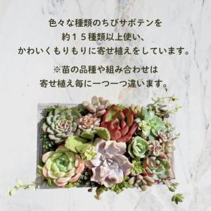 ふるさと納税 多肉植物 木箱寄せ植え / aj...の詳細画像2