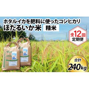 ふるさと納税 ほたるいか米 米定期便 コシヒカリ20kg 12か月 精米 20kg 12ヵ月 12回 こしひかり 定期便 [O-021004] 富山県滑川市
