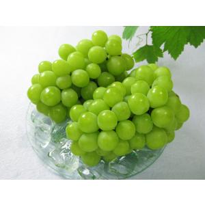 ふるさと納税 環-10【先行予約】岡山県産　秋のマスカット・オブ・アレキサンドリア（約1.0kg） ...