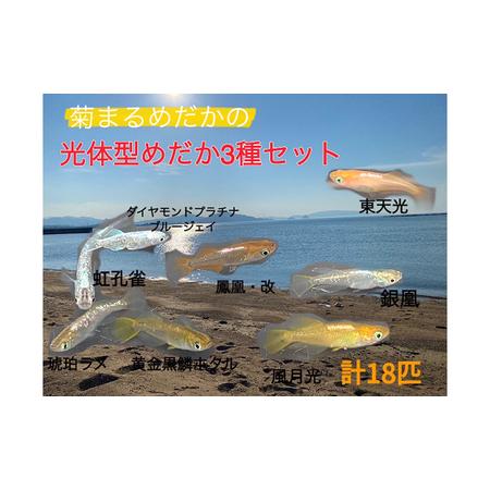 ふるさと納税 菊まるめだかの【光体型めだか3種セット】計18匹 セレクト メダカ 幼魚〜若魚 1.5...