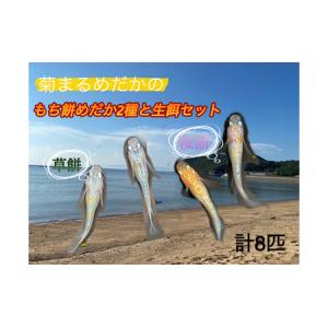 ふるさと納税 菊まるめだかの【もち餅めだか2種生餌セット】計8匹 メダカ 幼魚〜若魚 1.5cm〜2.0cm 生体 ペット ミジンコ ゾウリムシ 香川県東かがわ市