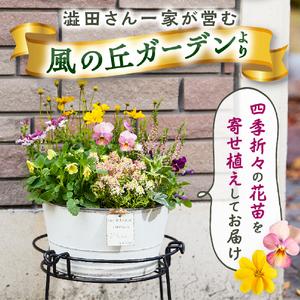 ふるさと納税 花 【10月頃から発送】【お手軽...の詳細画像1
