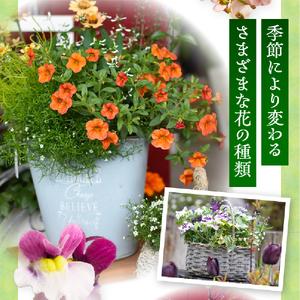 ふるさと納税 花 【10月頃から発送】【お手軽...の詳細画像2