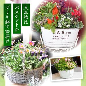 ふるさと納税 花 【10月頃から発送】【お手軽...の詳細画像3