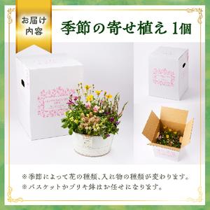 ふるさと納税 花 【10月頃から発送】【お手軽...の詳細画像4