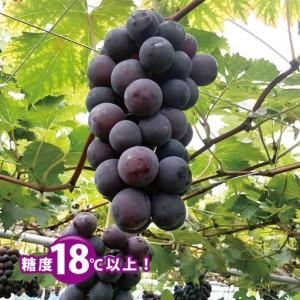 ふるさと納税 先行予約【糖度18度以上!】種無...の詳細画像1