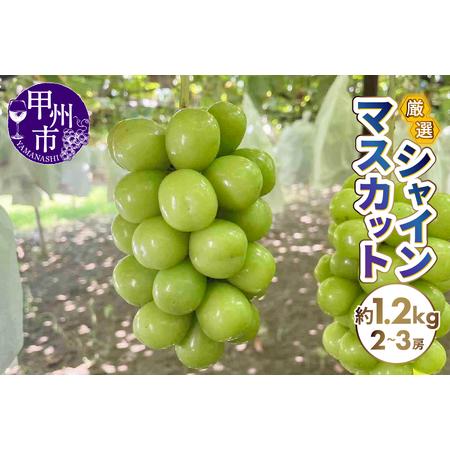 ふるさと納税 厳選シャインマスカット 約1.2kg（2〜3房）【2026年発送】（SFN）B-101...