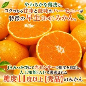 ふるさと納税 三ケ日みかん 早生【秀品】Sサイ...の詳細画像3