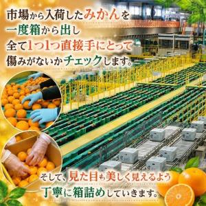 ふるさと納税 三ケ日みかん 早生【秀品】Sサイ...の詳細画像4