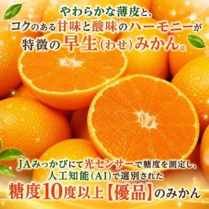 ふるさと納税 みかん 早生 Mサイズ3kg ミ...の詳細画像3
