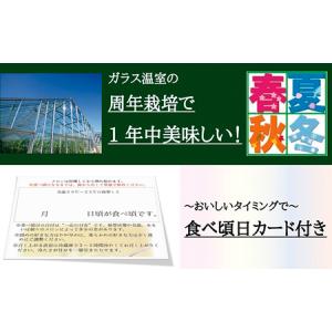 ふるさと納税 メロン 特大玉 1玉 12ヵ月連...の詳細画像4