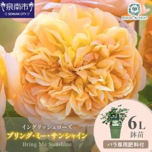 ふるさと納税 【イングリッシュローズ】デビッド・オースチン ブリング・ミー・サンシャイン6L 鉢苗（バラ専用肥料付）【025D-024】 大阪府泉南市