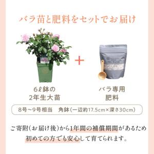 ふるさと納税 【イングリッシュローズ】デビッド...の詳細画像1