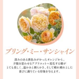 ふるさと納税 【イングリッシュローズ】デビッド...の詳細画像2