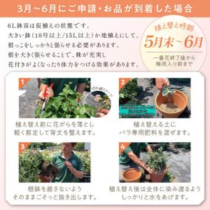ふるさと納税 【イングリッシュローズ】デビッド...の詳細画像3