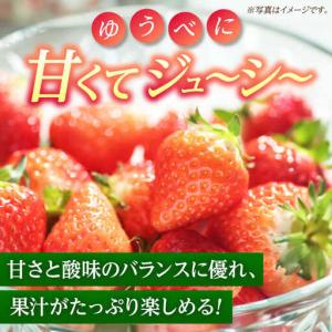 ふるさと納税 【先行予約】【5回定期便】いちご...の詳細画像2