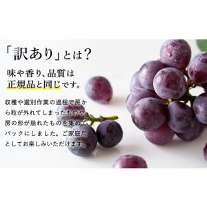 ふるさと納税 ピオーネ 豊岡ぶどう 訳あり 約...の詳細画像1