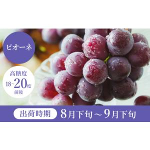 ふるさと納税 ピオーネ 豊岡ぶどう 訳あり 約...の詳細画像2