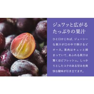 ふるさと納税 ピオーネ 豊岡ぶどう 訳あり 約...の詳細画像3