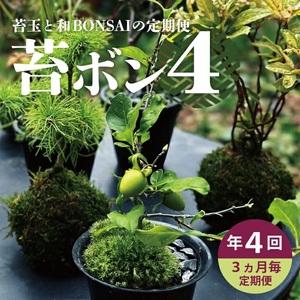 ふるさと納税 SL0239　【4回定期便】苔玉と和BONSAIの定期便「苔ボン4」 山形県酒田市