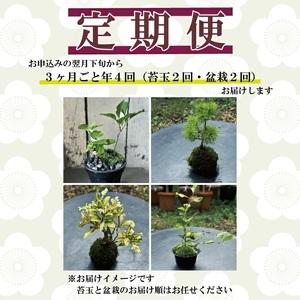 ふるさと納税 SL0239 【4回定期便】苔玉...の詳細画像1