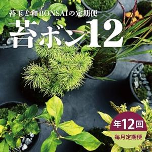 ふるさと納税 SL0240　【12回定期便】苔玉と和BONSAIの定期便「苔ボン12」 山形県酒田市