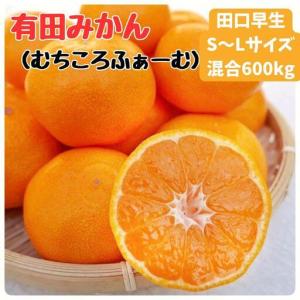 ふるさと納税 有田みかん 早生S〜Lサイズ混合 約600kg 和歌山県有田川町