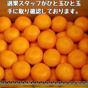 ふるさと納税 有田みかん 早生S〜Lサイズ混合...の詳細画像1