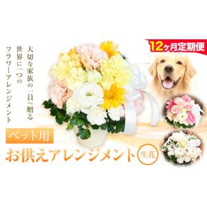 ふるさと納税 ★12ヶ月定期便★ 花 椿原園 ペット用 お供え アレンジメント 1個 フラワーアレンジメント 《お申込み月の翌月から出荷開始》 熊本.. 熊本県荒尾市