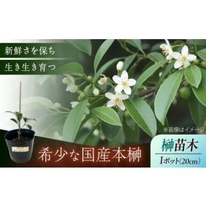 ふるさと納税 植物 福の山・榊(サカキ) 苗木(...の商品画像