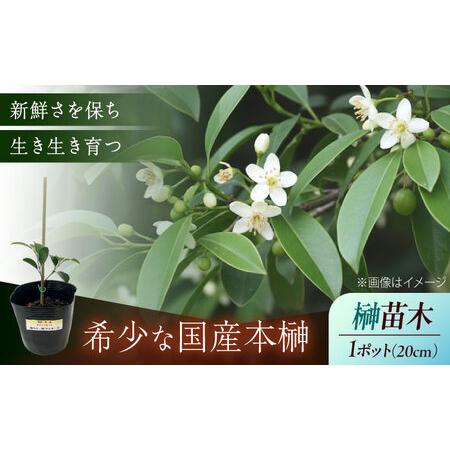 ふるさと納税 植物 福の山・榊（サカキ） 苗木(1ポット):20cm 広島県福山市/小林商事 本榊 ...