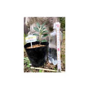 ふるさと納税 植物 福の山・榊(サカキ) 苗木...の詳細画像1