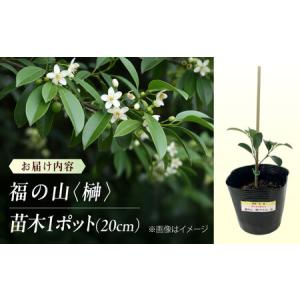 ふるさと納税 植物 福の山・榊(サカキ) 苗木...の詳細画像2