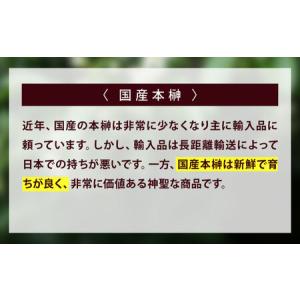 ふるさと納税 植物 福の山・榊(サカキ) 苗木...の詳細画像3