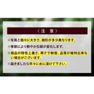 ふるさと納税 植物 福の山・榊(サカキ) 苗木...の詳細画像4