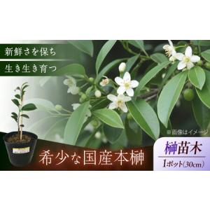 ふるさと納税 植物 福の山・榊（サカキ） 苗木（1ポット）：30cm 広島県福山市/小林商事 本榊 さかき 苗木 地植え 神棚 プランター 観葉植物 [BA.. 広島県福山市