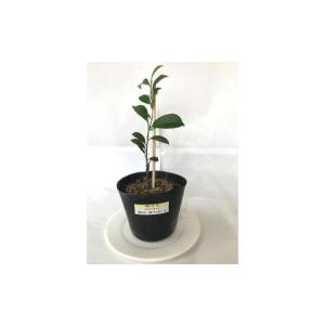ふるさと納税 植物 福の山・榊(サカキ) 苗木...の詳細画像1