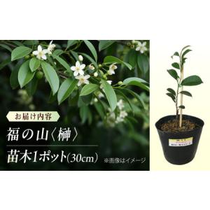 ふるさと納税 植物 福の山・榊(サカキ) 苗木...の詳細画像2