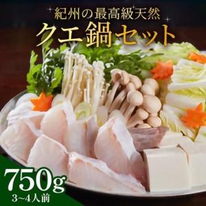 ふるさと納税 紀州の最高級天然クエ鍋セット 750g《3?4人前》 和歌山県印南町