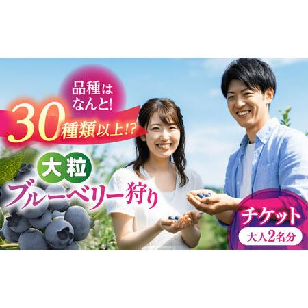 ふるさと納税 ブルーベリー狩り 80分食べ放題 ペアチケット 大人2名様 ブルーベリー 体験チケット...