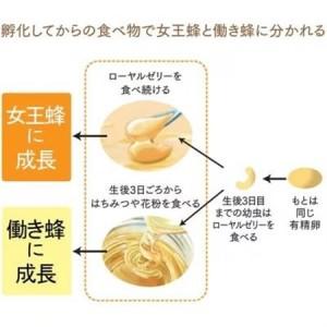 ふるさと納税 【毎月定期便】酵素分解ローヤルゼ...の詳細画像3