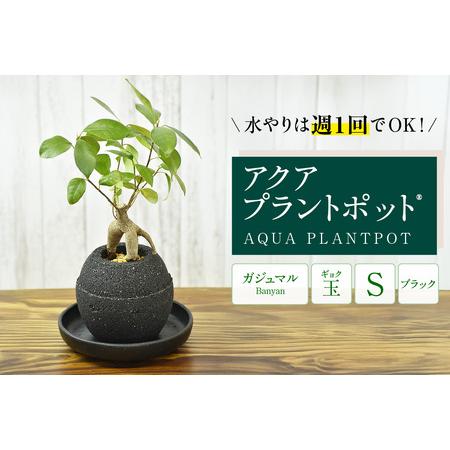 ふるさと納税 アクアプラントポットR　玉Ｓ（ブラック） 植木鉢　ガジュマル（2081） 愛知県知立市