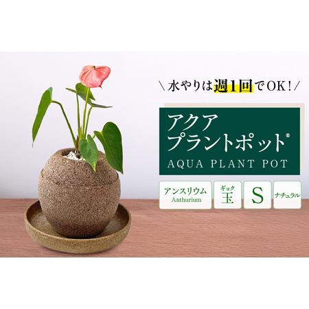 ふるさと納税 アクアプラントポットR　玉Ｓ 植木鉢　アンスリウム（2087） 愛知県知立市