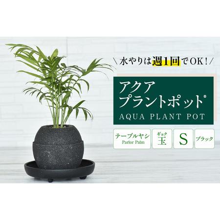 ふるさと納税 アクアプラントポットR　玉Ｓ（ブラック） 植木鉢　テーブルヤシ（2088） 愛知県知立...