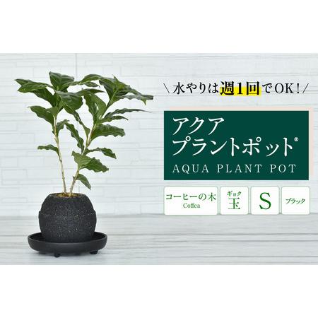 ふるさと納税 アクアプラントポットR　玉Ｓ（ブラック） 植木鉢　コーヒーの木（2089） 愛知県知立...