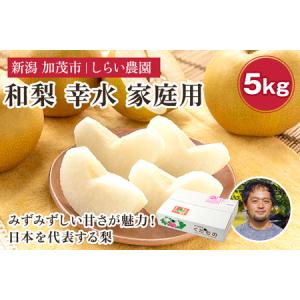 ふるさと納税 【2026年先行予約】しらい農園の和梨 幸水 家庭用5kg（8〜18玉） 《8月下旬〜順次発送》 新潟県加茂市