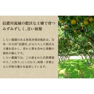 ふるさと納税 【2026年先行予約】しらい農園...の詳細画像2
