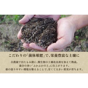 ふるさと納税 【2026年先行予約】しらい農園...の詳細画像3