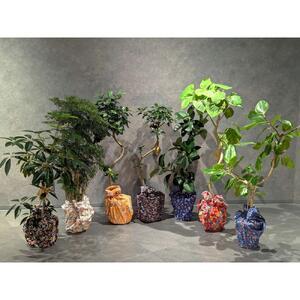 ふるさと納税 【5本セット】国内産 亜熱帯観葉植物 人気のフィカス・ウンベラータなど 8号 丸鉢 沖縄柄飾り布つき 沖縄県那覇市