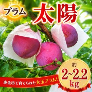 ふるさと納税 すもも 『太陽』 約2〜2.2kg 【2026年発送】 すもも プラム フルーツ 千葉県東金市